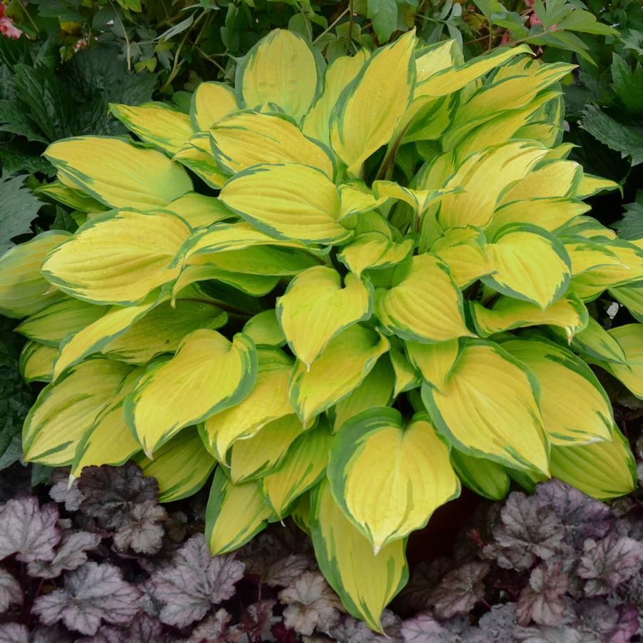 Hosta Island Breeze