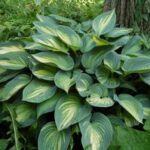Hosta June