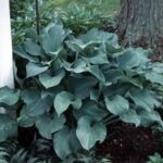Hosta Krossa Regal