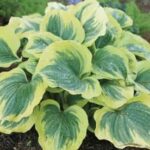 Hosta Liberty