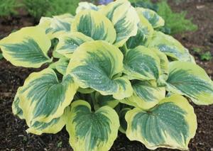 Hosta Liberty
