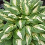 Hosta Miss America