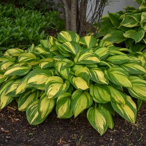 Hosta Rainbow’s End