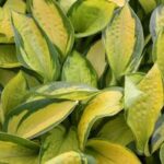Hosta Rainforest Sunrise