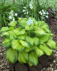 Hosta Stained Glass