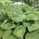 Hosta Sum and Substance