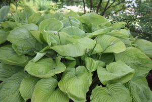 Hosta Sum and Substance