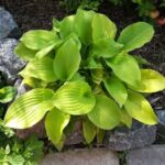 Hosta Sun Mouse