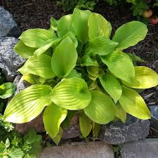 Hosta Sun Mouse