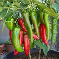 Hot Pepper Anaheim