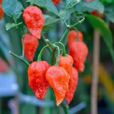 Hot Pepper Bhut Jolokia Red