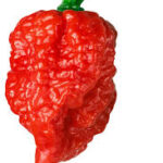 Hot Pepper Carolina Reaper (Single)