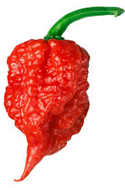 Hot Pepper Carolina Reaper