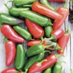 Hot Pepper Jalapeno (4 Pack)