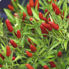 Hot Pepper Thai Hot