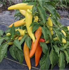 Hungarian Hot Banana