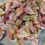 Hypoestes Lotty Dotty Pink