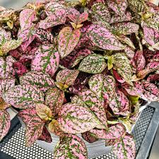 Hypoestes Lotty Dotty Pink