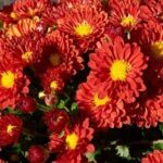 Chrysanthemum Igloo Firedance