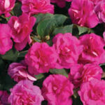 Impatiens, Double Silhouette Rose