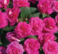 Impatiens, Double Silhouette Rose