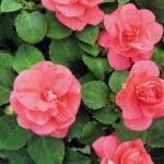 Impatiens, Double Silhouette Salmon