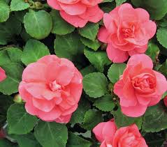 Impatiens, Double Silhouette Salmon