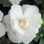 Impatiens, Double Silhouette White