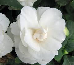 Impatiens, Double Silhouette White