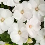 Impatiens, New Guinea Roller Coaster White Lightning