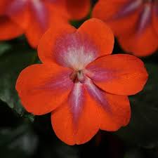 Impatiens Patchwork Cosmic Orange