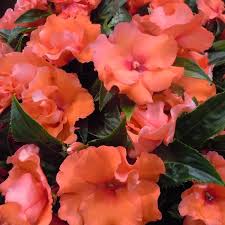 Impatiens, Rollcoaster Coral Dark