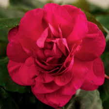 Impatiens Silhouette Purple