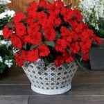 Impatiens, Sunpatiens Compact Red