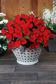 Impatiens, Sunpatien Compact Red2
