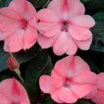 Impatiens, Sunpatiens Compact Blush Pink