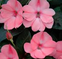 Impatiens, Sunpatiens Compact Blush Pink