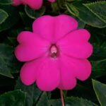 Impatiens, Sunpatiens Compact Lilac