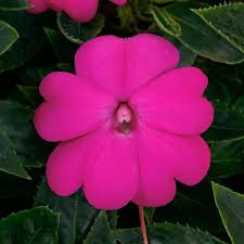 Impatiens, Sunpatiens Compact Lilac