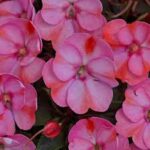 Impatiens, Sunpatiens Compact Pink Candy