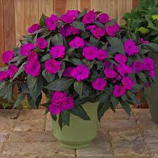 Impatiens, Sunpatiens Compact Purple