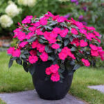 Impatiens, Sunpatiens Compact Rose Glow