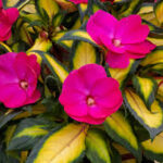 Impatiens, Sunpatiens Compact Tropical Rose