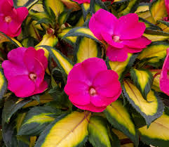 Impatiens, Sunpatiens Compact Tropical Rose