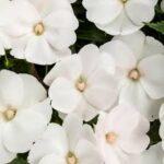 Impatiens, Sunpatiens Compact White