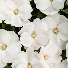 Impatiens, Sunpatiens Compact White