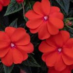 Impatiens, Sunpatiens Vigorous Orange