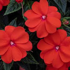 Impatiens, Sunpatiens Vigorous Orange