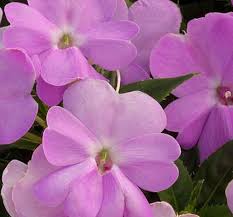 Impatiens, Sunpatiens Vigorous Orchid