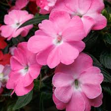 Impatiens, Sunpatiens Vigorous Pretty Pink